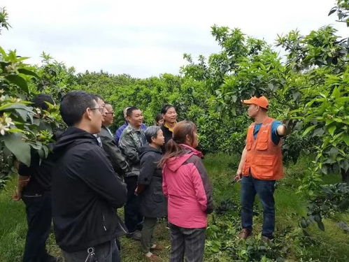 蒲江縣有家合作社獲評(píng)全國星級(jí)農(nóng)業(yè)科技社會(huì)化服務(wù)組織,快來看看