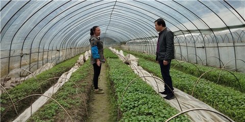 開展包村聯(lián)戶 助力農(nóng)民增收--績溪縣開展春季農(nóng)業(yè)科技服務活動