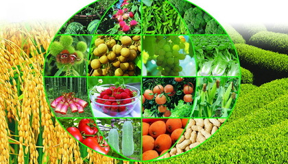 中國(guó)智慧農(nóng)業(yè)網(wǎng):如何實(shí)實(shí)在在做農(nóng)村電商