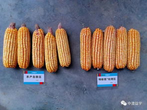 種植精彩,收益漂亮