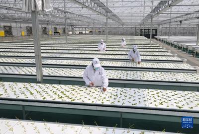 新華全媒+丨蔬菜長&ldquo;墻上&rdquo;,好吃又&ldquo;時(shí)尚&rdquo;--智慧&ldquo;菜園子&rdquo;的科技范