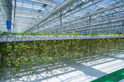 平湖農(nóng)開:新一批農(nóng)業(yè)產(chǎn)業(yè)項目集中竣工,美麗城鎮(zhèn)再添&ldquo;產(chǎn)業(yè)美&rdquo;