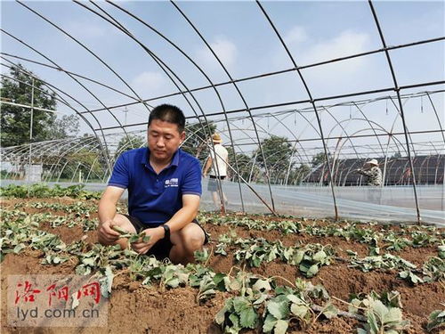 新農人成了領路人——洛陽孟津小伙創辦農業科技服務公司